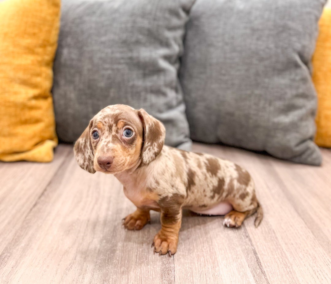 dachshundpuppy